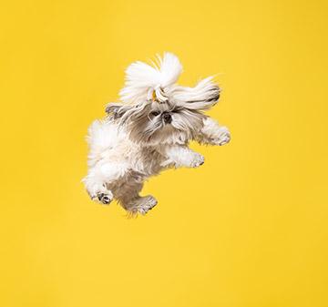 toilettage petits chiens toilettage petits chiens