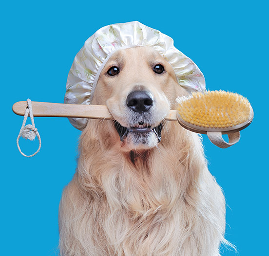 Shampooing chien