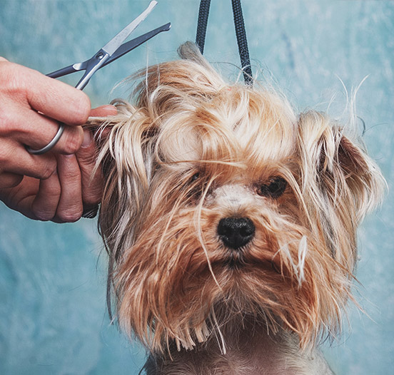 Taille du poil chien