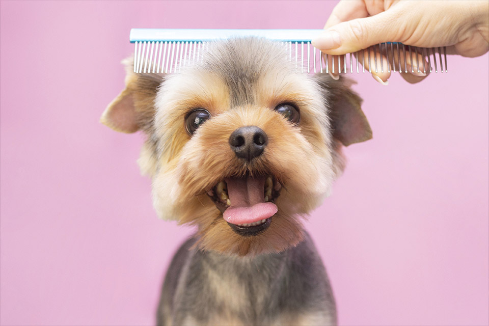 Toilettage petit chien