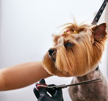 Coupe du poil chien